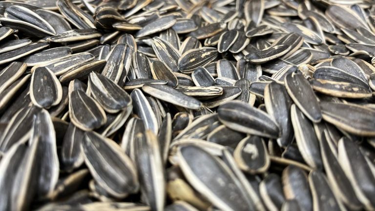 Çekirdek kabuklarını yere attı, 8 bin 687 lira ceza yedi