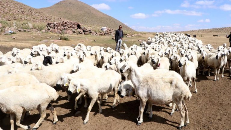 Türkiye hayvan varlığında Avrupa ülkelerini geride bıraktı
