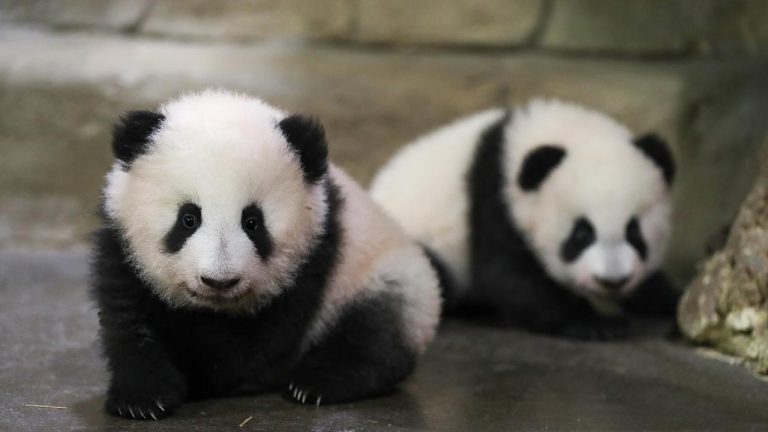 Panda diplomasisi geri döndü: Birkaç gün içinde ulaşacaklar