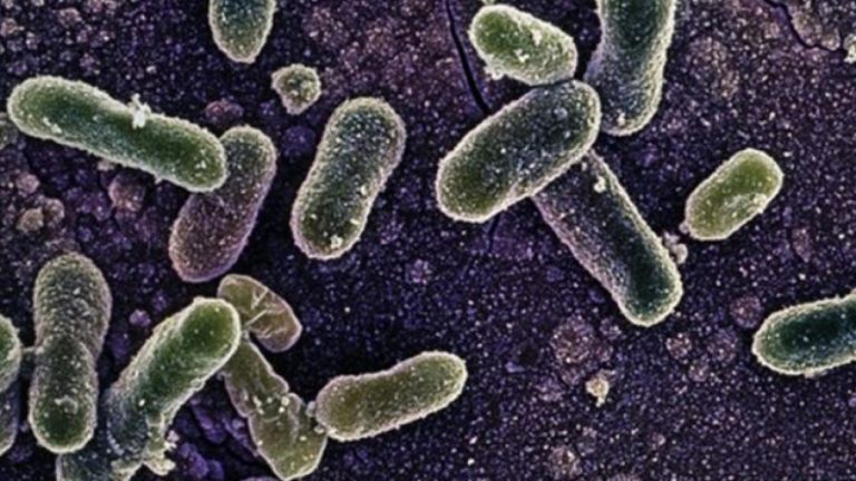 Belçikadaki Salmonella salgınında vaka sayısı 318e yükseldi.