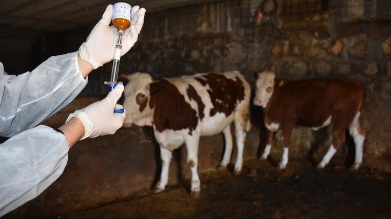 Yetiştiricilerden aşı ve kimliklendirme ücreti alınmayacak