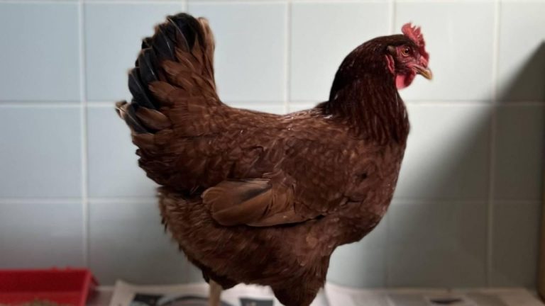 Batı Nil virüsüne karşı tavuklar erken uyarı sistemi olarak kullanılıyor